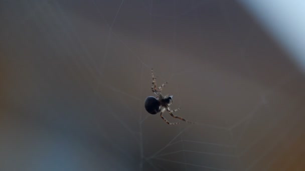 Spider spřádá web — Stock video