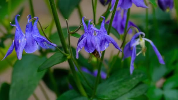 Abeille sur fleur aquilegia 