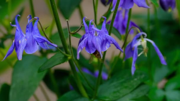 Bee op aquilegia bloem — Stockvideo