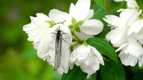 Negro veteado mariposa blanca en jazmín — Vídeo de stock