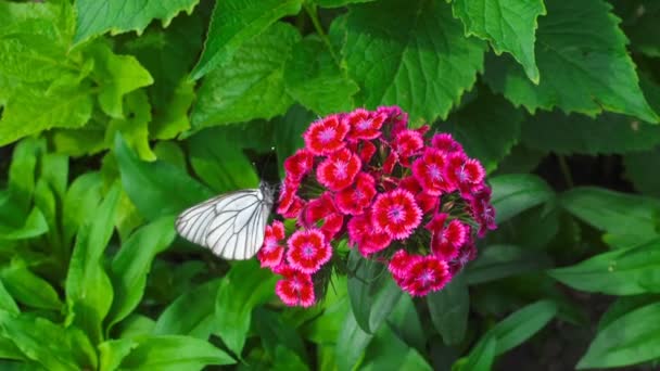 Mariposa blanca veteada negra — Vídeos de Stock