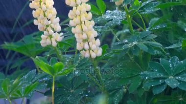Yaz yağmuru altında çiçeklenme lupine