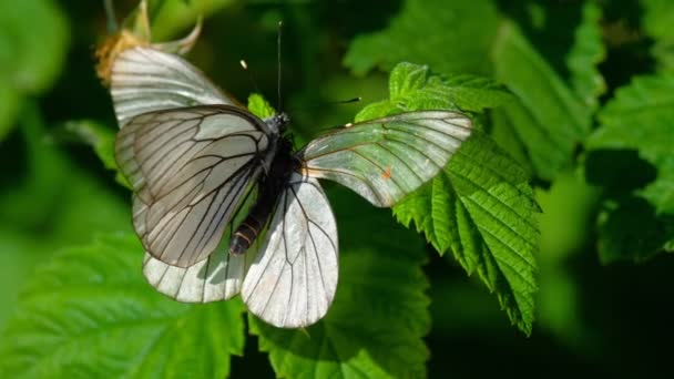 Papillon blanc veiné noir — Video