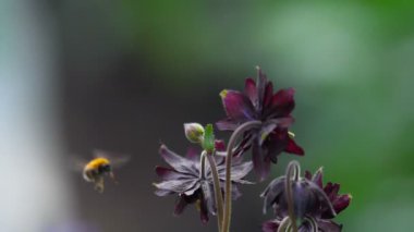 Bumblebee aquilegia çiçek