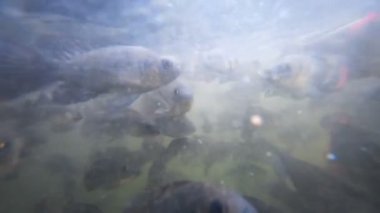 Sorunlu sularda balık sürüsü