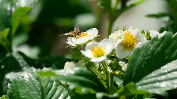 Abelha em flores de morango — Vídeo de Stock