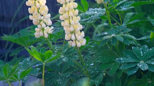 Lupine blooming under summer rain — Stock Video