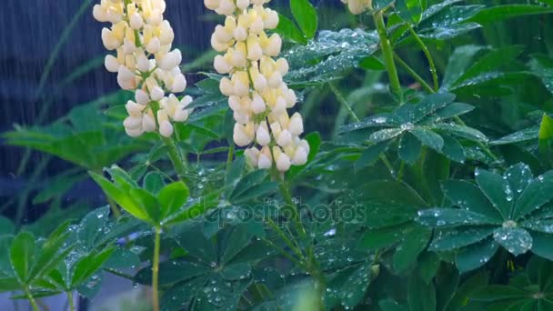 Lupine florescendo sob chuva de verão — Vídeo de Stock