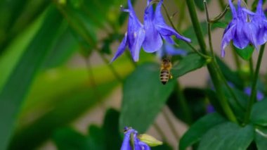 Aquilegia çiçek arıya