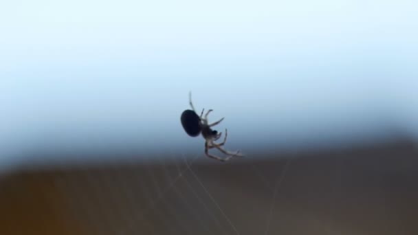 Araña teje una tela — Vídeos de Stock