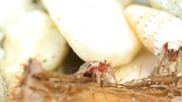 Hermite crabes manger — Video