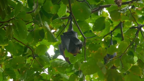 Flying fox κρέμεται από ένα κλαδί δέντρου — Αρχείο Βίντεο