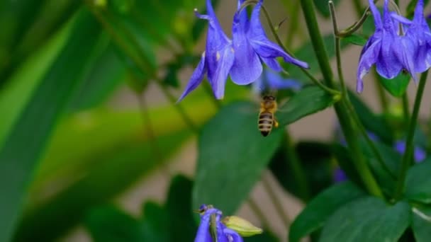 Abeja en flor de aquilegia — Vídeos de Stock