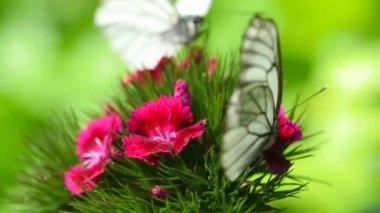 Siyah damarlı beyaz kelebek