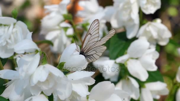 Farfalla bianca venata nera sul gelsomino — Video Stock