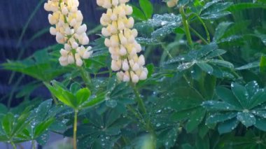 Yaz yağmuru altında çiçeklenme lupine