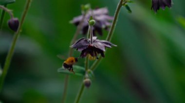 Bumblebee aquilegia çiçek