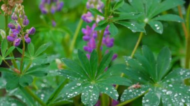 Lupine çiçeklenme yaz yağmur sonrası