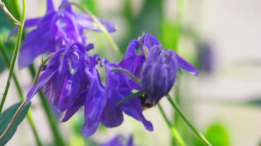 Bumblebee aquilegia çiçek