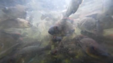 Sorunlu sularda balık sürüsü
