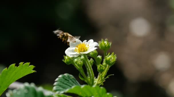 Bi på strawberry blommor — Stockvideo