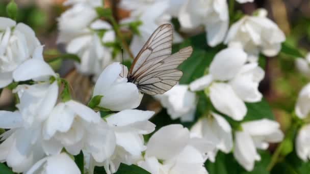 Borboleta branca de veias pretas em Jasmim — Vídeo de Stock