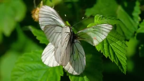 Чёрная белоснежная бабочка — стоковое видео