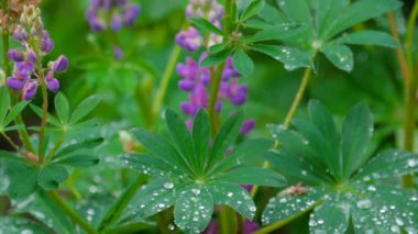 Lupine çiçeklenme yaz yağmur sonrası