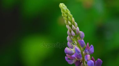 Mor vahşi lupines
