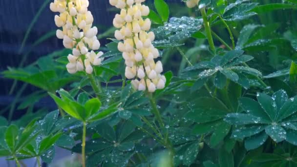 Lupinen blühen unter Sommerregen — Stockvideo