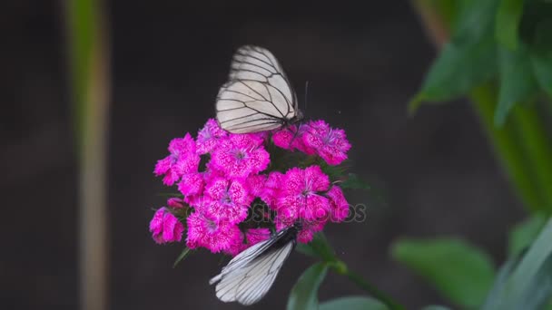 Borboleta branca de veios pretos — Vídeo de Stock