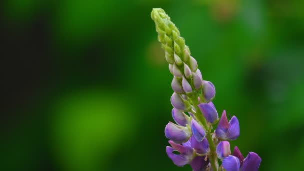 紫色的野生羽扇豆 — 图库视频影像