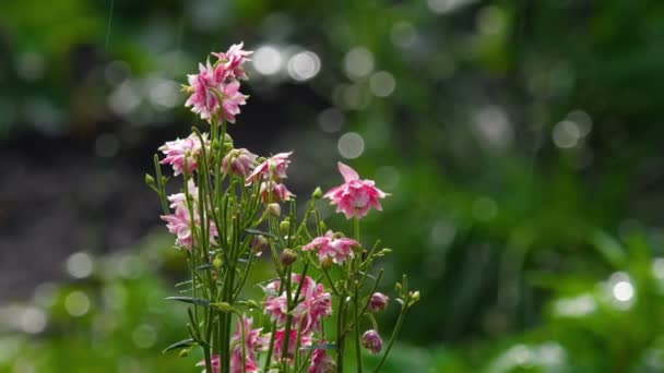 Rosa flores decorativas aquilegia — Vídeo de Stock