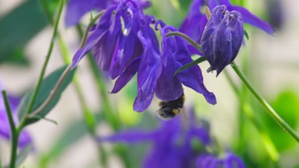 Bumblebee on aquilegia flower — Stock Video