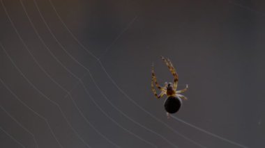 bir web Spider örgüleri
