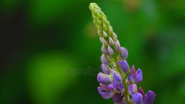 Mor vahşi lupines