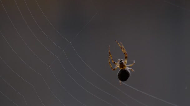 Spindel väver en web — Stockvideo