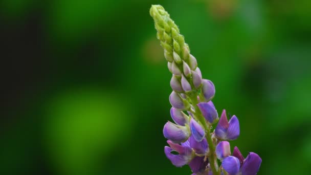 Paarse wild lupine — Stockvideo