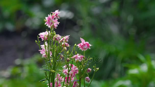 Rózsaszín dekoratív aquilegia virágok — Stock videók