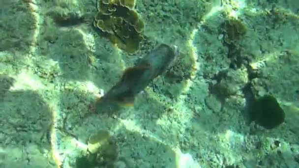 熱帯のオウムの魚 — ストック動画