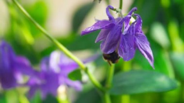 Bumblebee aquilegia çiçek