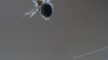 bir web Spider örgüleri