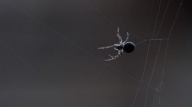 bir web Spider örgüleri