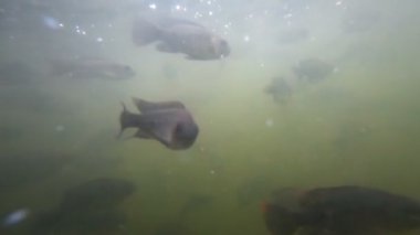 Sorunlu sularda balık sürüsü