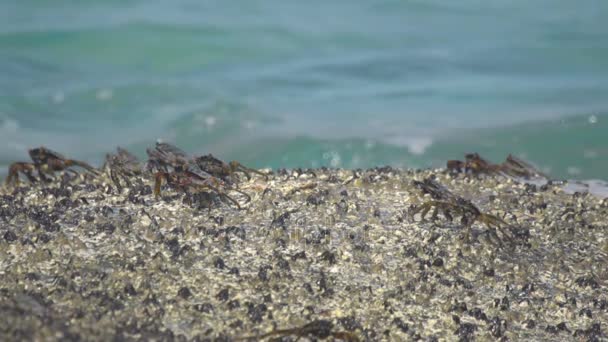 Sahilde rock üzerinde Yengeç — Stok video
