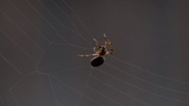 bir web Spider örgüleri