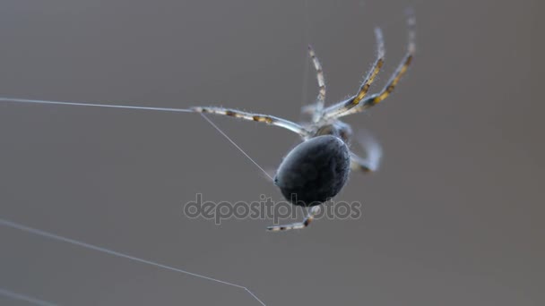 Bir web Spider örgüleri — Stok video