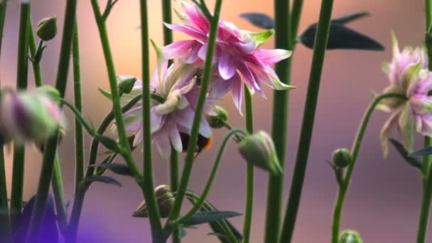분홍색 장식 aquilegia 꽃에서 꿀벌 — 비디오
