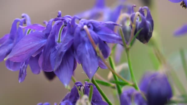 Bourdon sur fleur aquilegia 