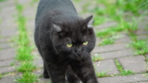 Black Scottish Fold cat — Stock video